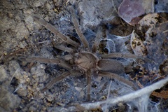 Selenocosmia crassipes