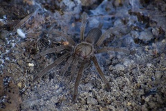 Selenocosmia crassipes