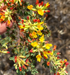 Acmispon dendroideus dendroideus