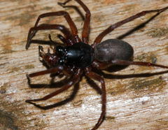 Corinninae
