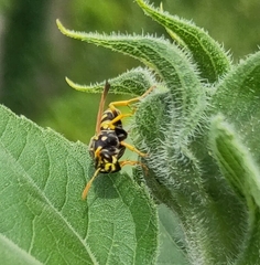 Polistes dominula