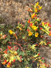 Acmispon dendroideus dendroideus