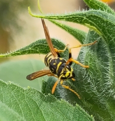 Polistes dominula
