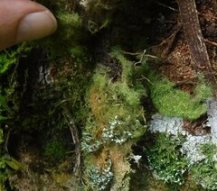 Coenogonium implexum