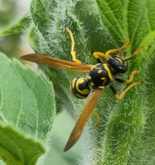 Polistes dominula