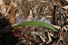 Eucalyptus arenicola
