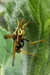Polistes dominula