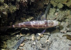 Pentapodus paradiseus