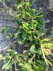Mairia purpurata