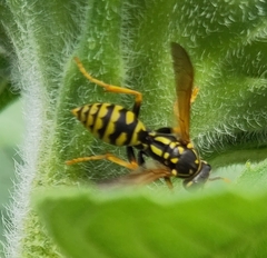 Polistes dominula