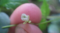 Cardamine africana