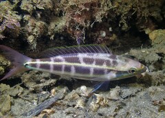 Pentapodus paradiseus