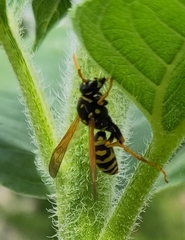 Polistes dominula