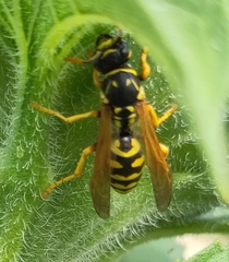 Polistes dominula