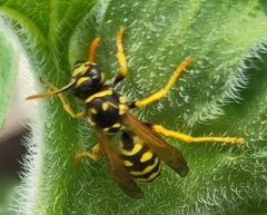 Polistes dominula