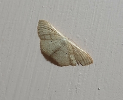 Scopula minorata