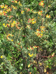 Acmispon dendroideus dendroideus