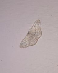 Scopula minorata