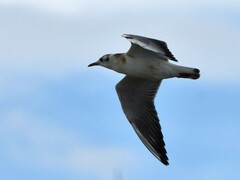 Chroicocephalus ridibundus