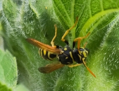 Polistes dominula