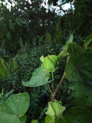 Hibiscus sororius