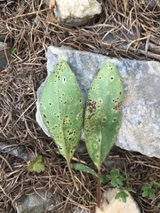 Uromyces anthyllidis