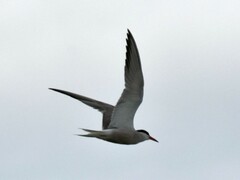 Sterna hirundo