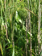 Sagittaria montevidensis