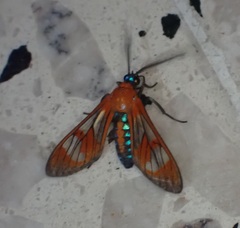 Cosmosoma achemonides