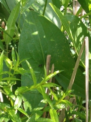 Sagittaria montevidensis