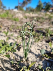 Albuca spiralis