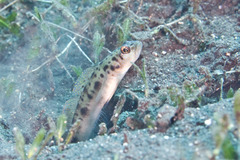 Ambanoro Prawn-Goby photo 3