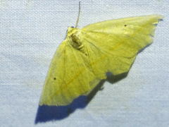 Tetracis crocallata