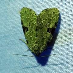 Leuconycta diphteroides