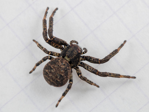 Bassaniodes turlan · iNaturalist