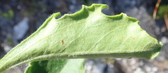 Mairia purpurata