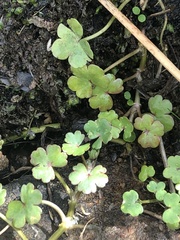 Ranunculus omiophyllus