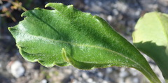 Mairia purpurata