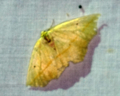Tetracis crocallata