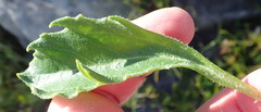 Mairia purpurata