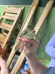 Rhynchocyclus olivaceus