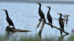 Phalacrocorax carbo