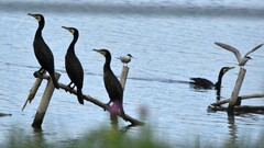 Phalacrocorax carbo