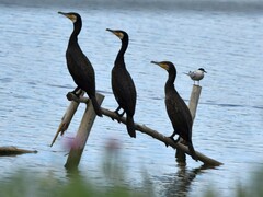 Phalacrocorax carbo