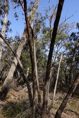 Eucalyptus arenicola