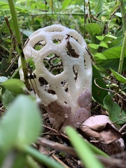Clathrus roseovolvatus