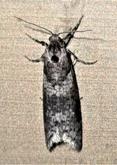 Lepidoscia heliochares