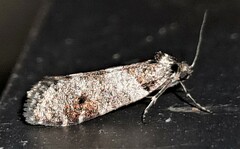 Lepidoscia heliochares