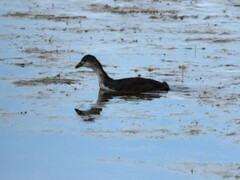 Fulica atra