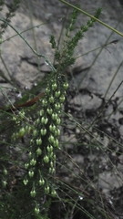 Erica intermedia intermedia